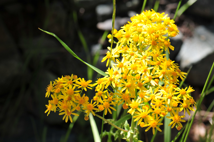 Oak Creek Ragwort has beautiful showy daisy-like yellow flowers that have both ray and disk florets on them as shown here. Packera quercetorum